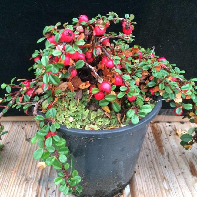 Cotoneaster procumbens 'Streibs Findling'