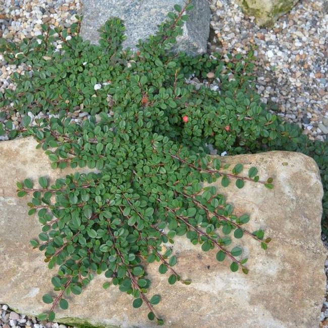 Cotoneaster procumbens 'Streibs Findling'
