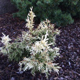 Cryptomeria japonica 'Mejiro'