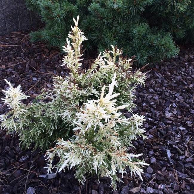 Cryptomeria japonica 'Mejiro'