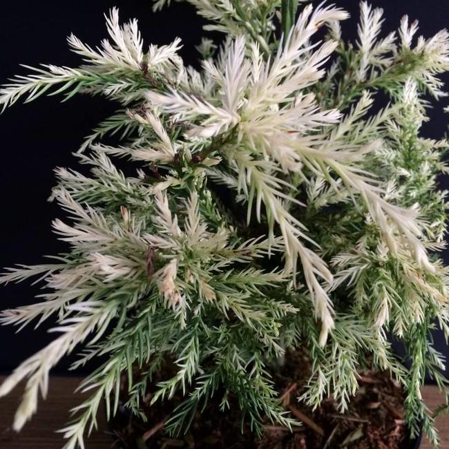 Cryptomeria japonica 'Mejiro'