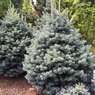 Abies lasiocarpa 'Compacta'