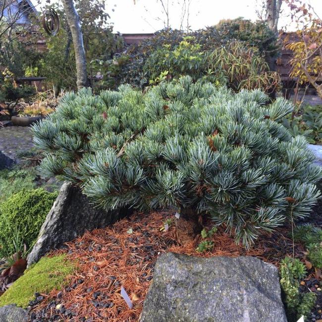Pinus parviflora 'Kin-po'