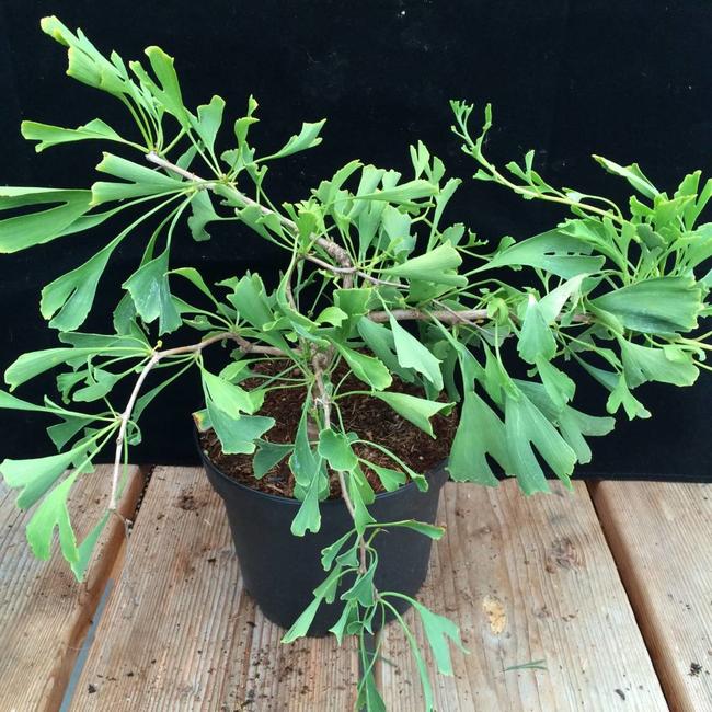 Ginkgo biloba 'Survivor'
