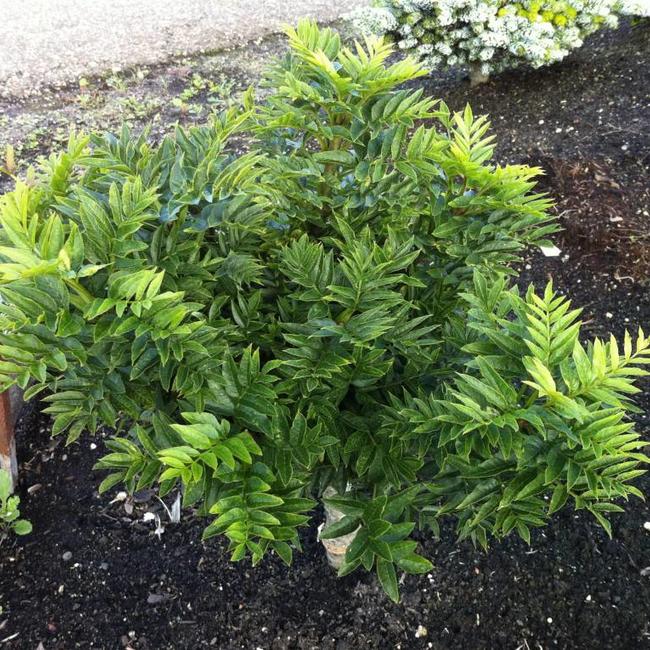 Fraxinus excelsior 'Abiona'