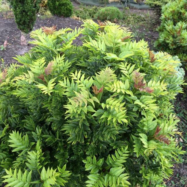 Fraxinus excelsior 'Abiona'