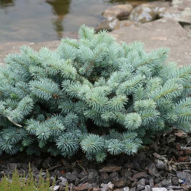 Picea pungens 'St. Mary's Broom'