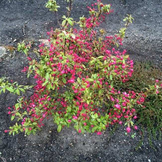 Malus x sylvestris 'Jakobsen'