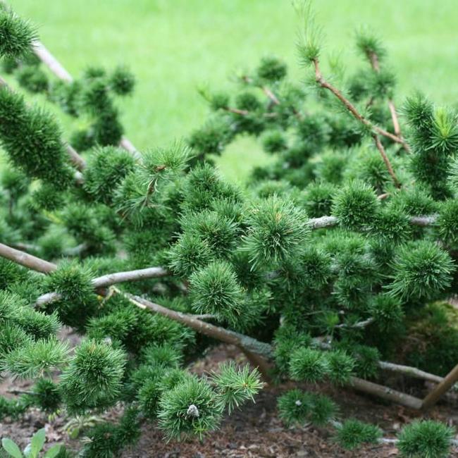 Larix decidua 'Krejci'