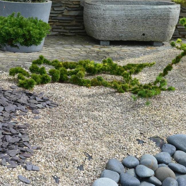 Larix decidua 'Krejci'