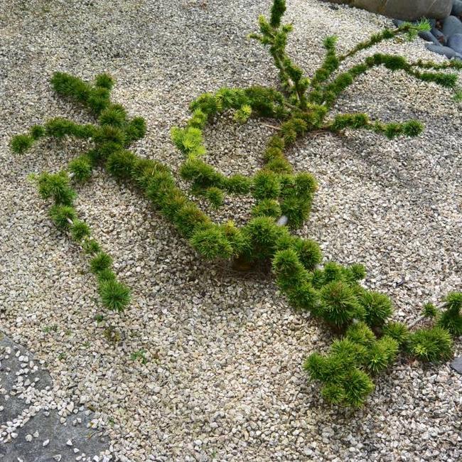 Larix decidua 'Krejci'
