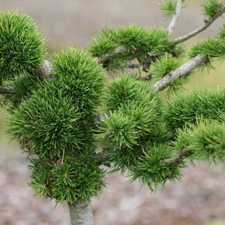 Larix decidua 'Krejci'