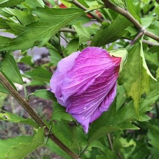 Hibiscus syriacus 'Gandini Santiago Purple Pillar'®