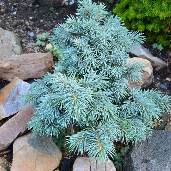 Picea pungens 'Porcupine'