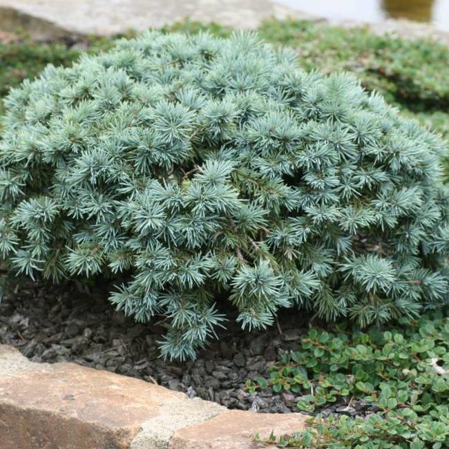 Picea pungens 'Porcupine'