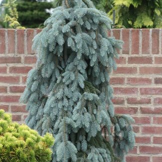 Picea pungens 'The Blues'