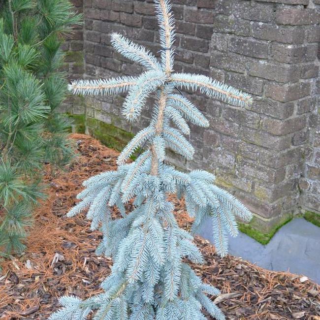 Picea pungens 'The Blues'
