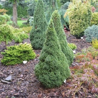 Picea glauca 'Pixie Dust'