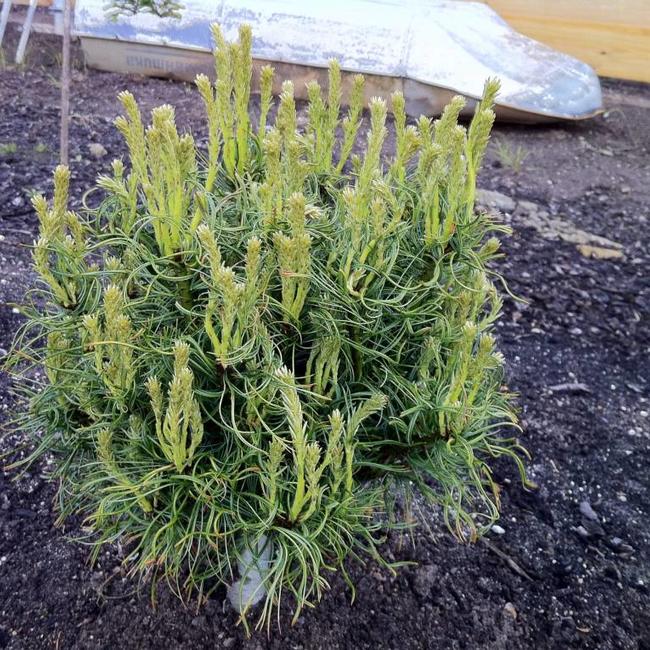 Pinus strobus 'Tiny Curls'