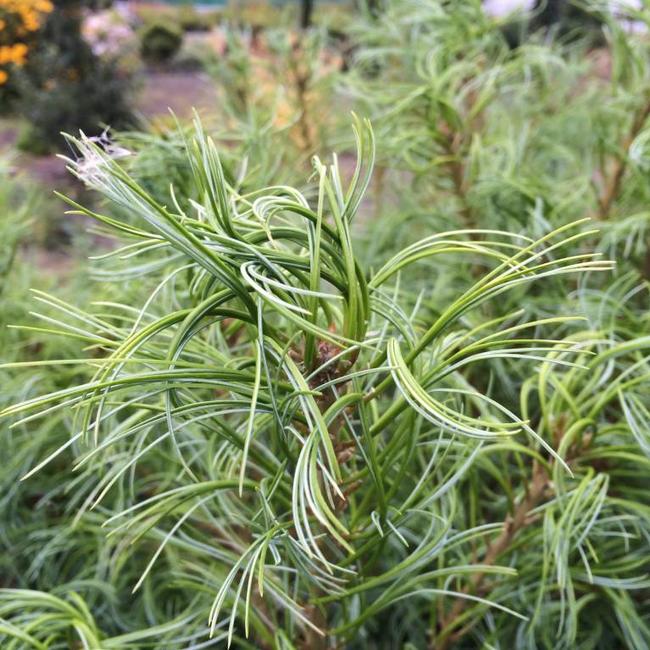 Pinus strobus 'Tiny Curls'