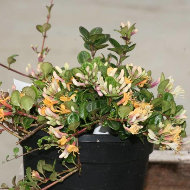 Lonicera crassifolia 'Little Honey'