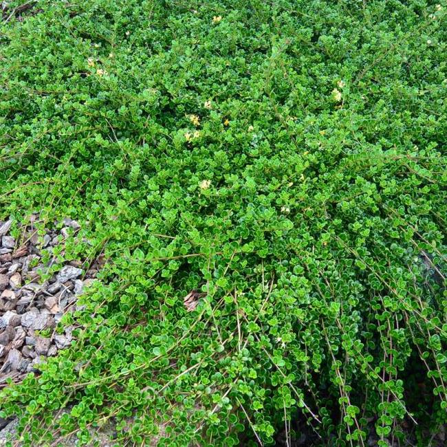 Lonicera crassifolia 'Little Honey'