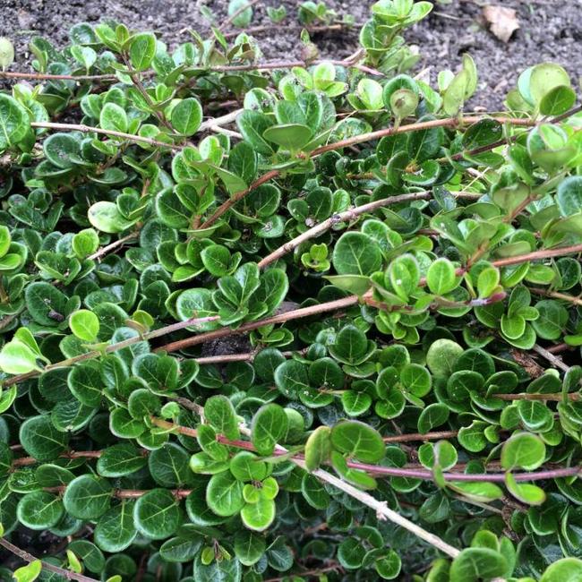 Lonicera crassifolia 'Little Honey'