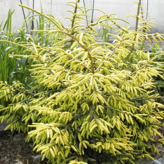 Picea orientalis 'Skylands'