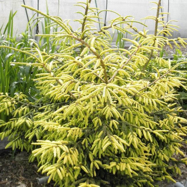 Picea orientalis 'Skylands'