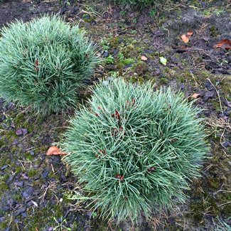 Pinus sylvestris 'Compressa'