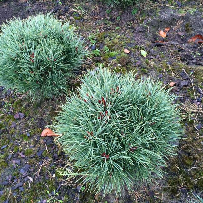 Pinus sylvestris 'Compressa'