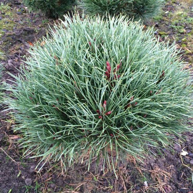 Pinus sylvestris 'Compressa'