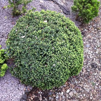 Picea glauca 'Blue Planet'