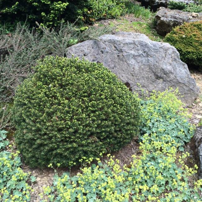 Picea glauca 'Blue Planet'