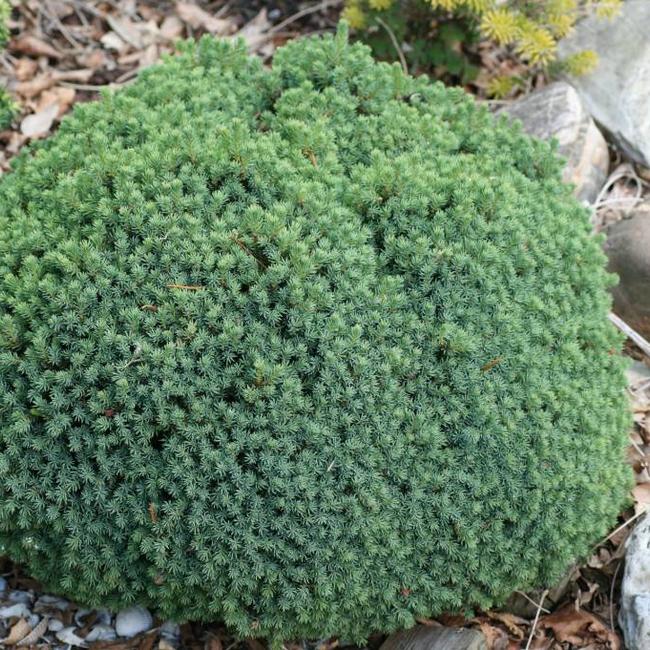 Picea glauca 'Blue Planet'