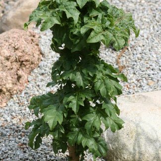 Acer platanoides 'Rezek'