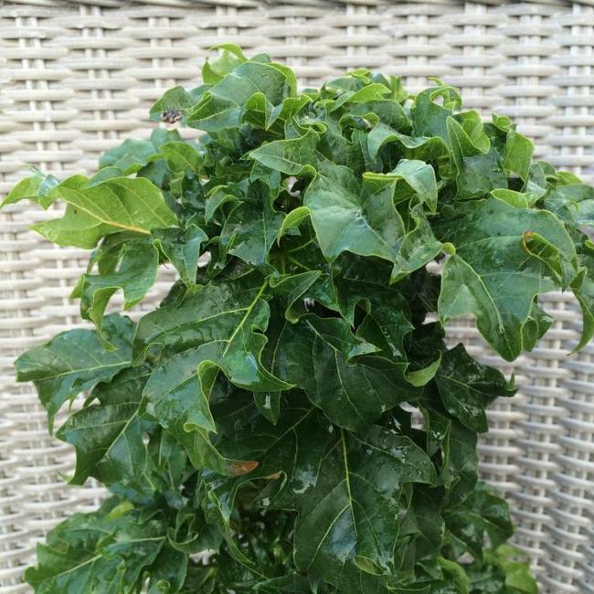 Acer platanoides 'Rezek'