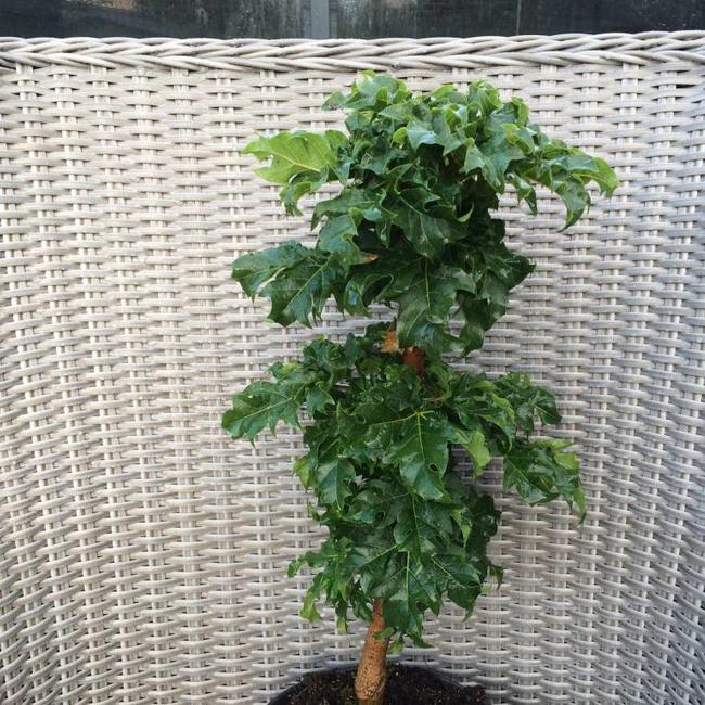 Acer platanoides 'Rezek'