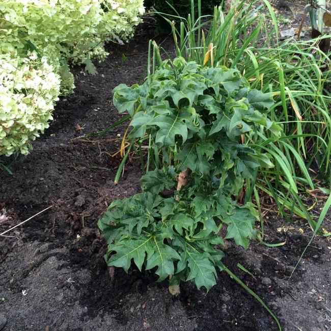 Acer platanoides 'Rezek'