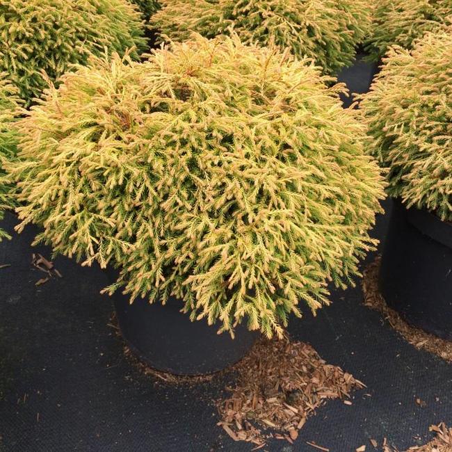 Thuja occidentalis ‘Golden Tuffet’ - Herman Geers
