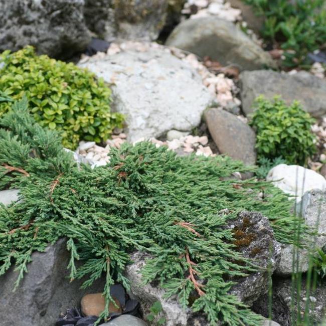 Juniperus horizontalis 'Pancake' Herman Geers