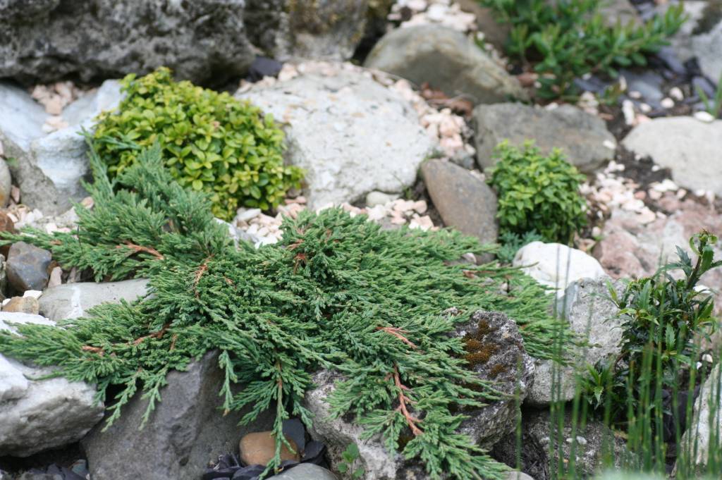Juniperus horizontalis 'Pancake' Herman Geers
