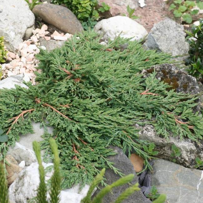 Juniperus horizontalis 'Pancake' Herman Geers