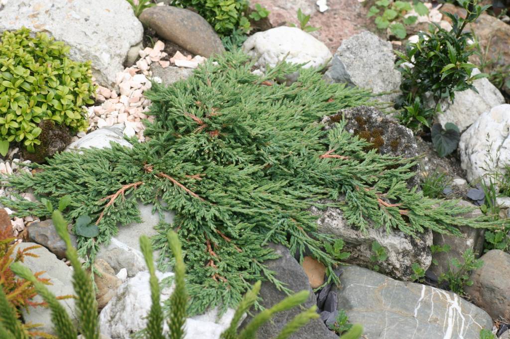 Juniperus horizontalis 'Pancake' Herman Geers