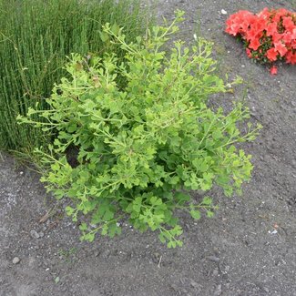 Ginkgo biloba 'Baldii'