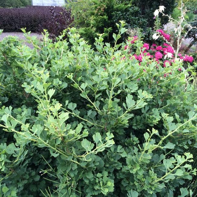 Ginkgo biloba 'Baldii'