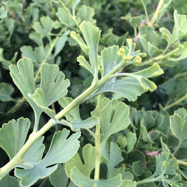 Ginkgo biloba 'Baldii'