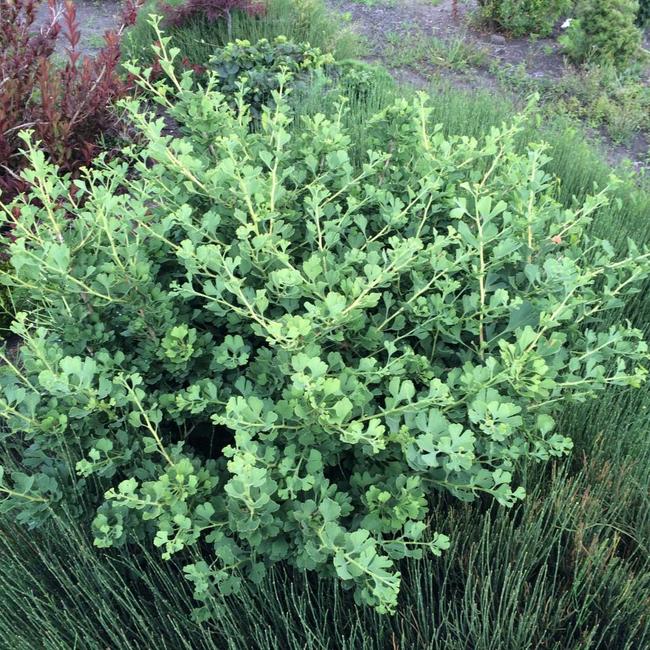 Ginkgo biloba 'Baldii'