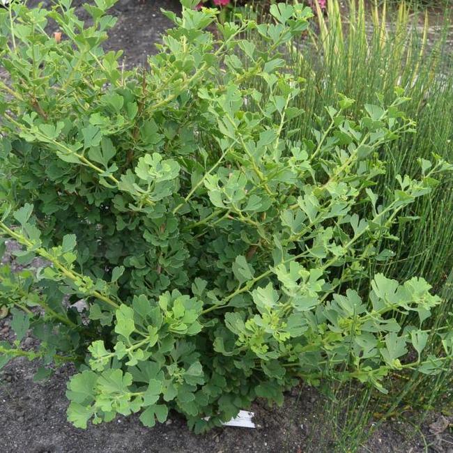 Ginkgo biloba 'Baldii'