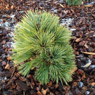 Pinus peuce 'Erbse'